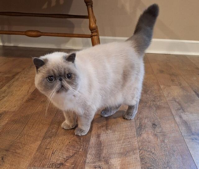 Gigi Blue Point SH Exotic
