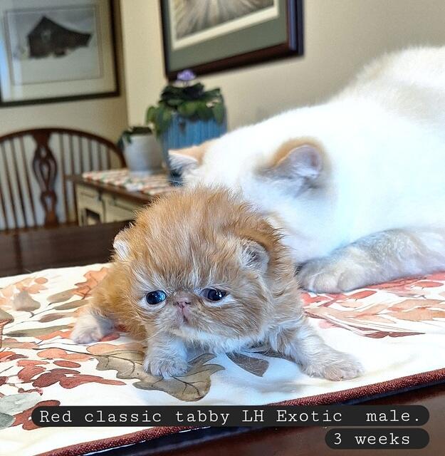 LULA &:JITTER  RED CLASSIC LH EXOTIC MALE CPC.