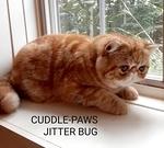 CUDDLE-PAWS JITTER BUG  RED CLASSIC TABBY CPC