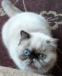 CH CUDDLE-PAWS ROSIE IS EXPECTNG  LITTER END OF MAY.  SIRE OF LITTER IS CUDDLE-PAWS JITTER BUG PLEASE FEEL FREE TO INQUIRE TO duke1321@ptd.net THANK YOU! DEBRA